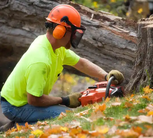 tree services Howard City